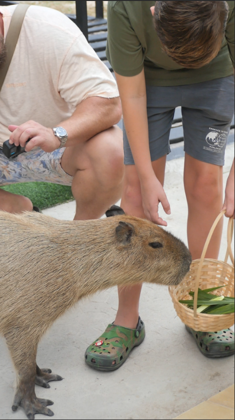 Capybara sanctuary